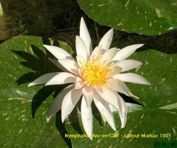 Nymphaea 'Arc-en-ciel'